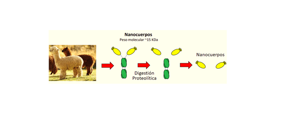 Nanocuerpos en la Bioingeniería