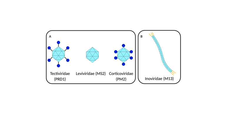 Los Bacteriófagos en la Bioingeniería