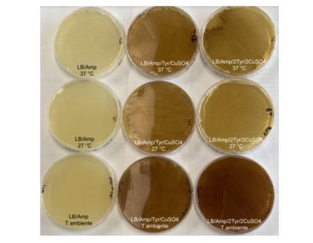 Producción de melanina en bacterias y su utilización para la elaboración de una película protectora contra la de radiación violeta