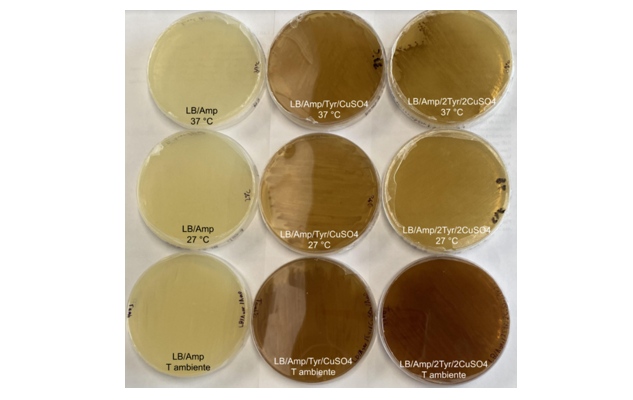 Producción de melanina en bacterias y su utilización para la elaboración de una película protectora contra la de radiación violeta