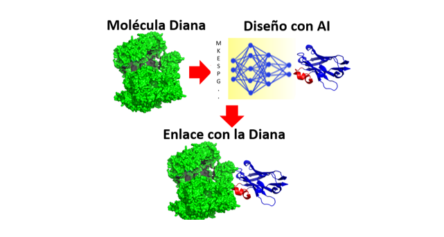 Diseño Computacional de Proteínas Defensivas usando Deep Learning