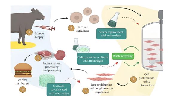 Publicación de artículo «Microalgae in lab-grown meat production»