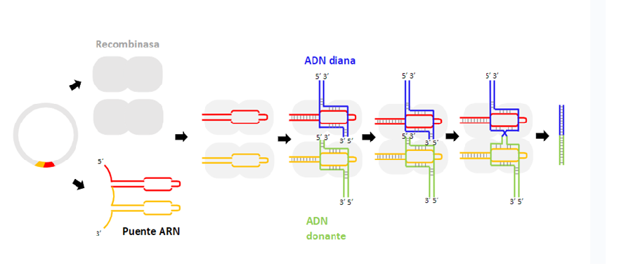 Una nueva herramienta de edición genética ha llegado: Bridge RNA