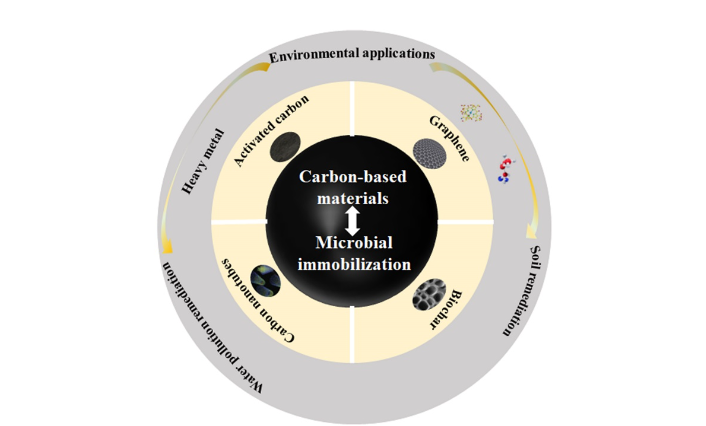 Innovación en la Remediación Ambiental: Microorganismos Inmovilizados en Materiales Basados en Carbono