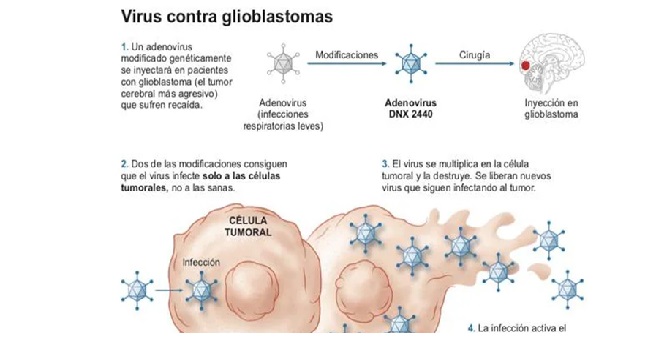 Virus Oncolíticos: Una Revolución en la Lucha Contra el Cáncer